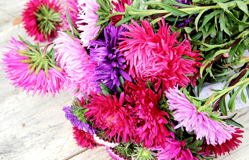 pink and purple flowers HD wallpaper