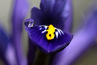selective photo purple and yellow flower HD wallpaper