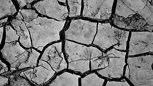 grayscale photo of dried surface