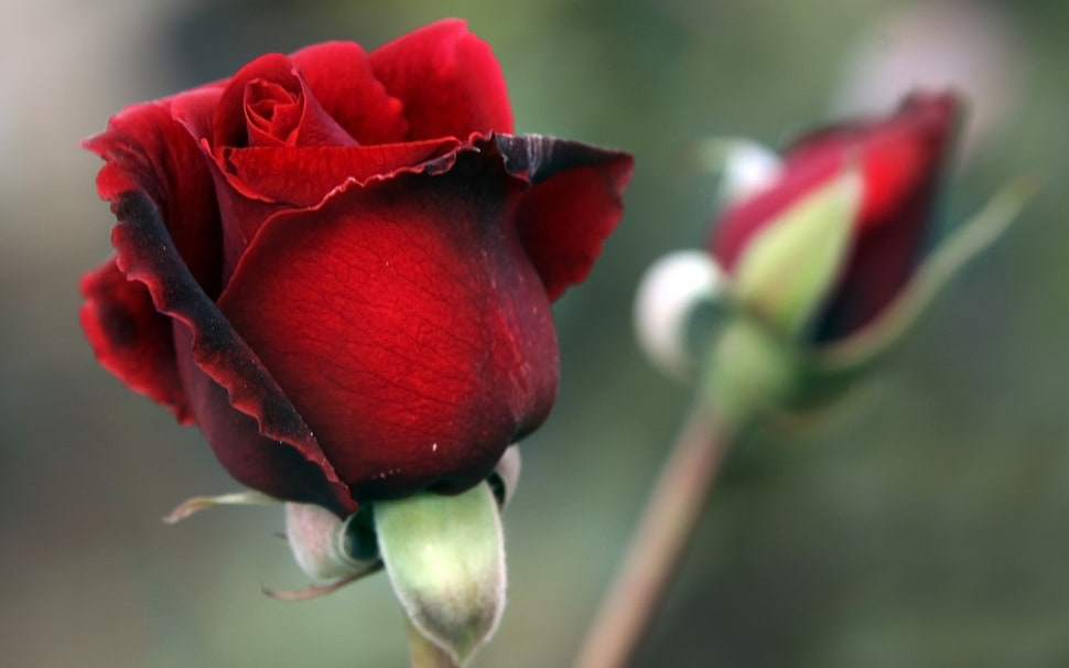 shallow focus photography of red rose during daytime HD wallpaper