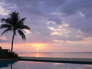 silhouette of palm tree near seashore during sunset