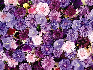 assorted flowers HD wallpaper