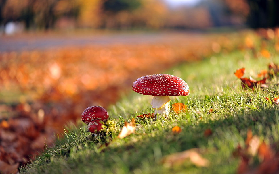 red mushroom, mushroom, grass, nature, depth of field HD wallpaper
