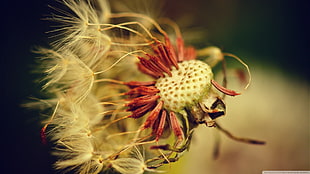 white dandelion, closeup, plants, flowers, macro