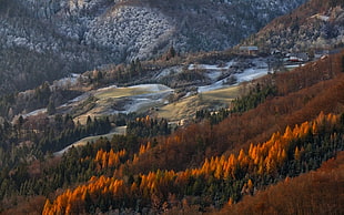 brown pine trees, landscape, nature, forest, village HD wallpaper