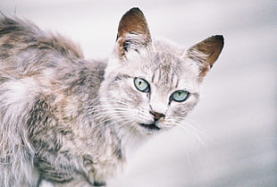 black and gray short-fur cat