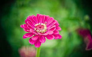 macro photography of pink and yellow flower