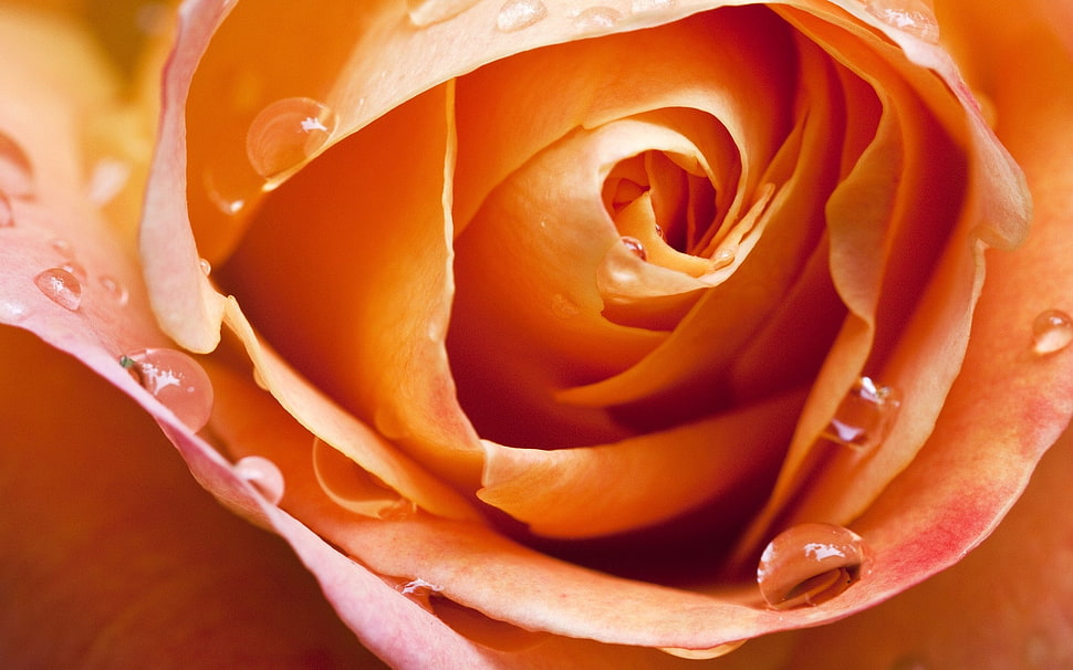 orange rose with droplets of water HD wallpaper