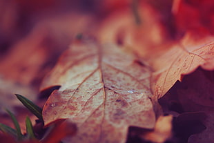selective focus photographed of dry leaf HD wallpaper