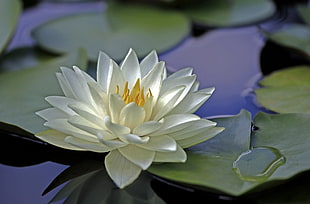 shallow focus photography of white and yellow lily pad