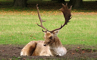 brown deer sitting on ground