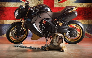 tan and white English Bull Dog front of sports bike