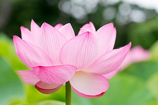 selective focus photography of pink petaled flower, lotus