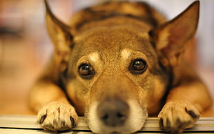 short-coated brown dog close-up photo
