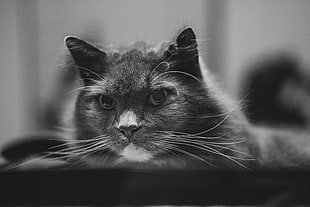 tilt shift photography of grayscale cat