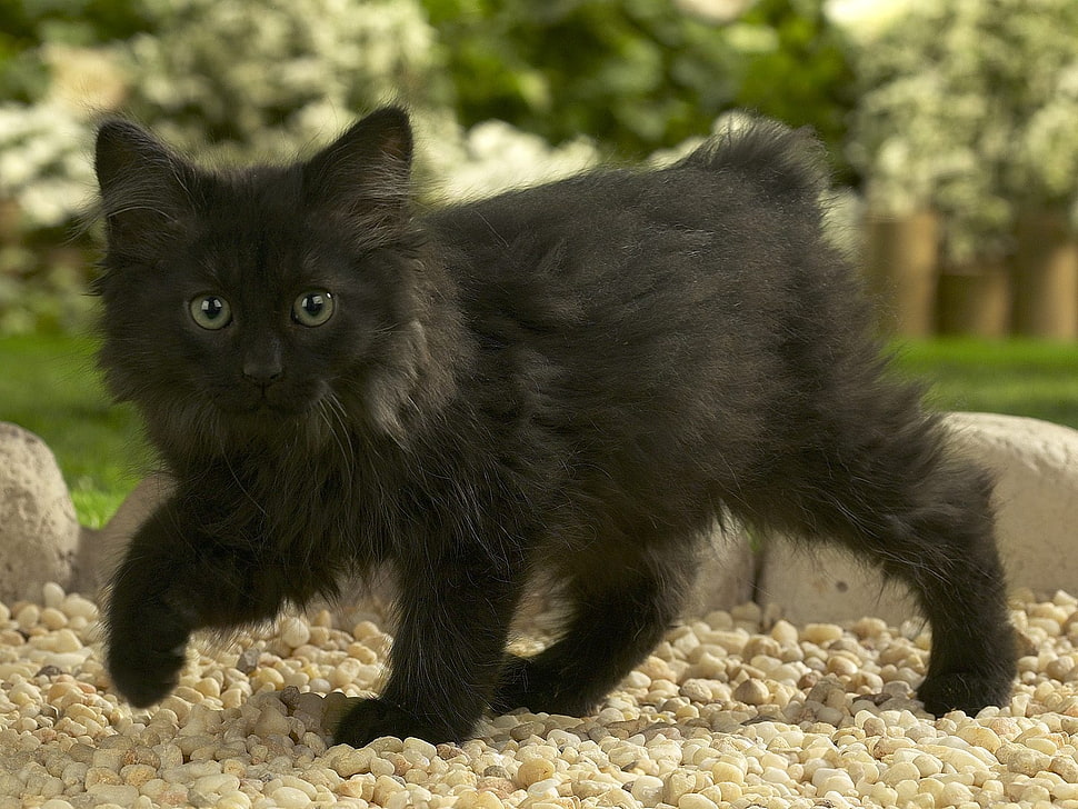 black Persian Cat HD wallpaper