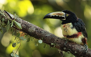 toucan perched on branch HD wallpaper