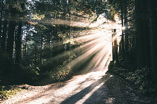 forest with sun rays painting HD wallpaper