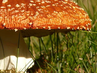 brown and white mushroom macro phography HD wallpaper