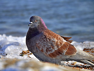 brown and gray Pigeon