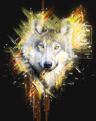 gray and black wolf illustration