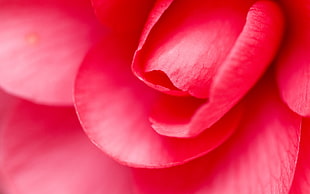 macro photography of pink Rose flower
