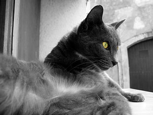 adult short-fur black and gray cat