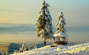green pine tree, winter
