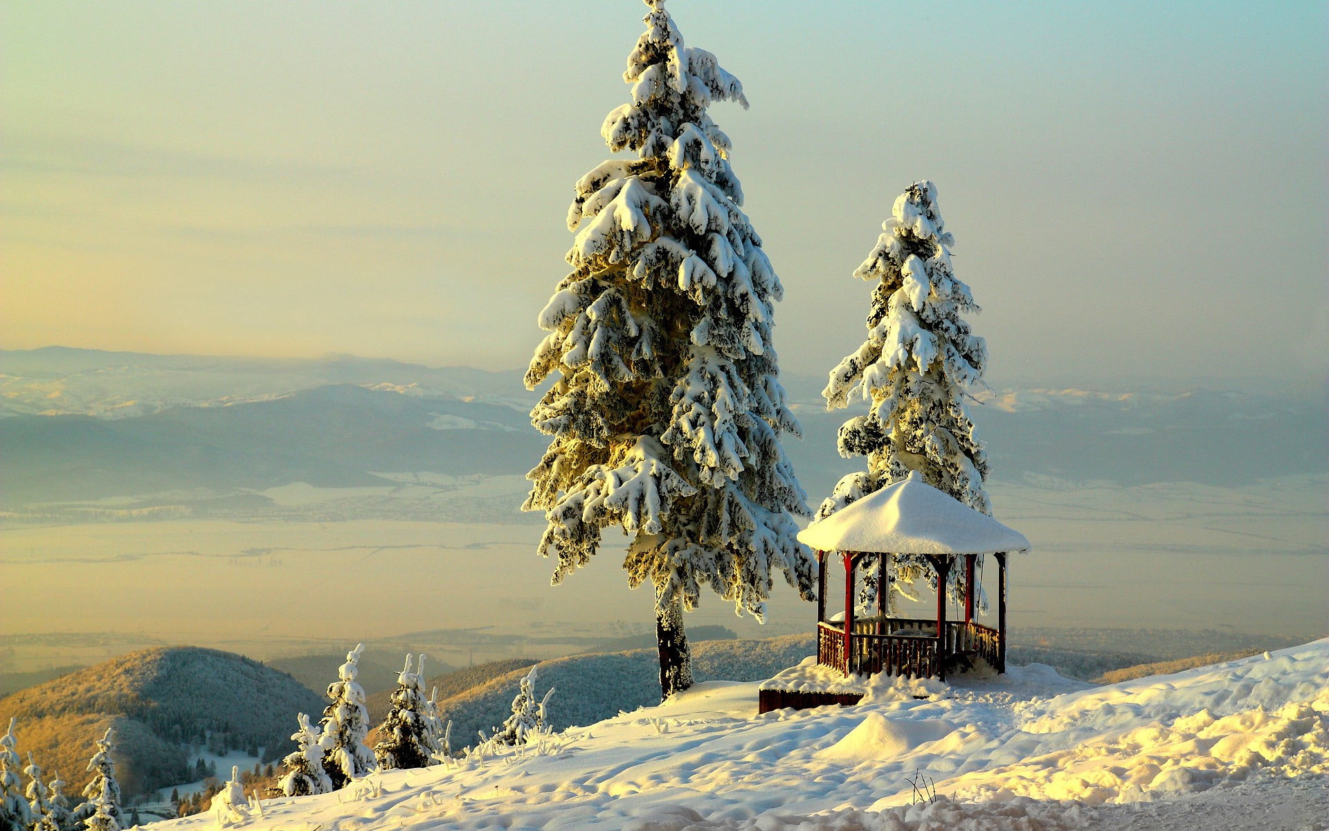 green pine tree, winter