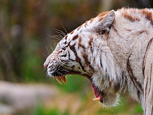 yawning tiger