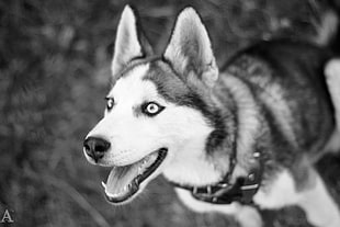Siberian Husky, dog, monochrome, animals