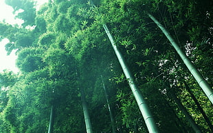 green bamboo tree photo HD wallpaper