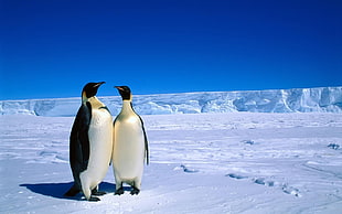 couple Emperor Penguins HD wallpaper