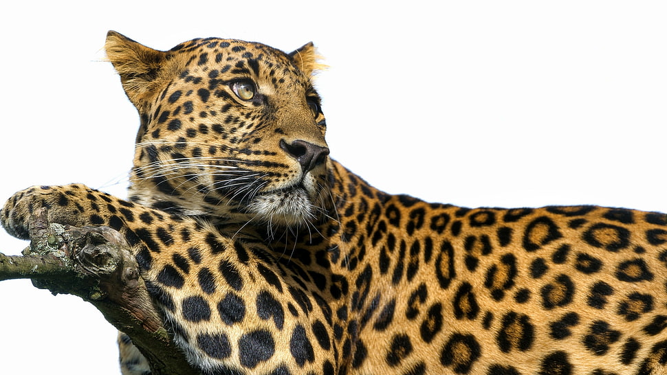 close up photo of Leopard HD wallpaper