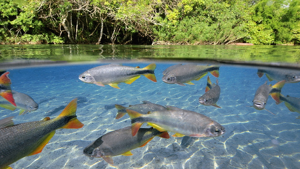 two black and yellow fish, fish, animals, split view, lake HD wallpaper