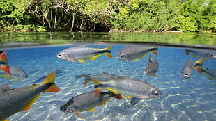 two black and yellow fish, fish, animals, split view, lake
