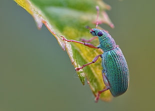 green and pink beetle on green and yellow leaf