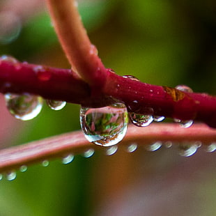 close up photography of water drops on red stem