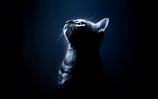 short-haired black cat, cat