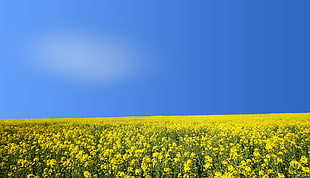 Basket-of-Gold flower field during daytime HD wallpaper