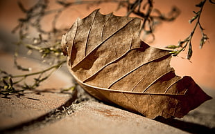shallow focus photography of dried leaf