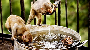 three monkey enjoying a bucket of water