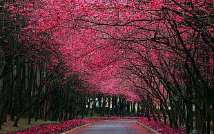 Sakura forest walk, nature HD wallpaper