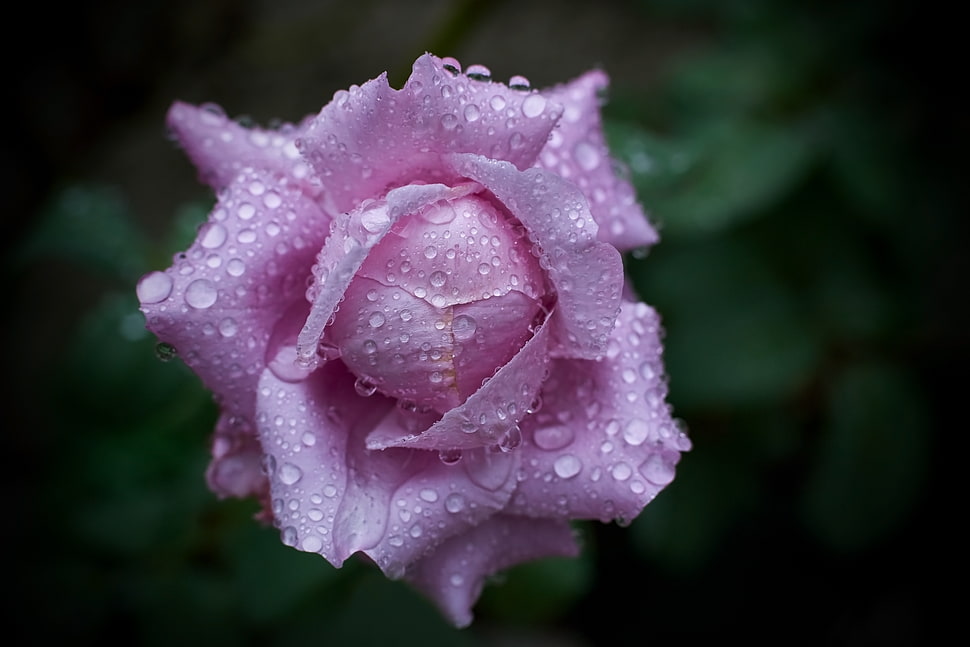 droplets of water on pink petaled flower HD wallpaper