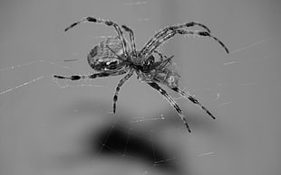 gray barn spider, spider, insect, animals, monochrome