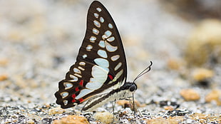 close up photography of brown and black swallowtail butterfly on sand, graphium
