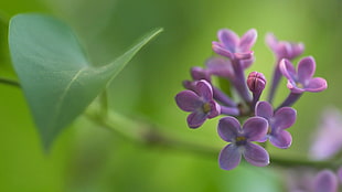 selective focus photography of purple verbana flower