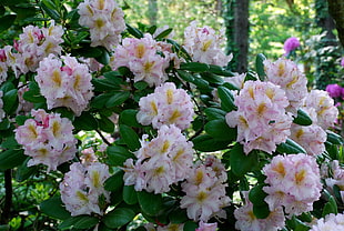 white, yellow and pink flowers
