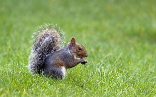 gray and brown squirrel on green grass