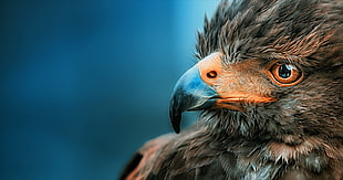 brown short-beaked bird, nature, eagle